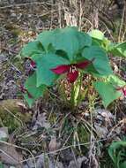 Image of red trillium