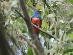 Image of Blue-crowned Trogon