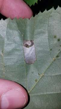 Phyllonorycter lucetiella (Clemens 1859)的圖片