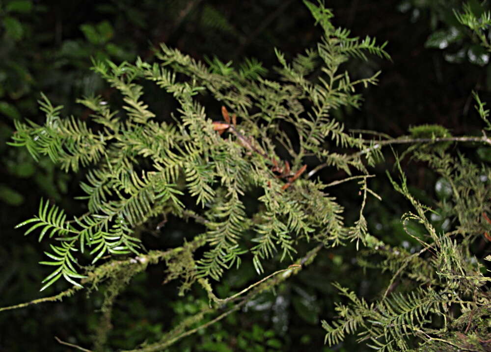 Image of Brown Pine