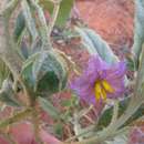 Image of Solanum esuriale Lindl.