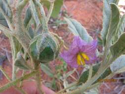 Image of Solanum esuriale Lindl.