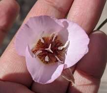 صورة Calochortus palmeri var. palmeri