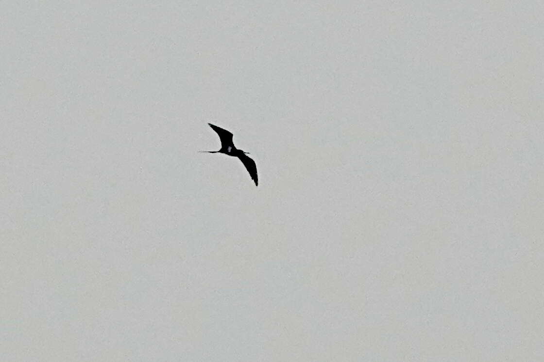 Image of Lesser Frigatebird