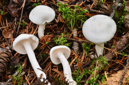 Image of Hygrophorus piceae Kühner 1949