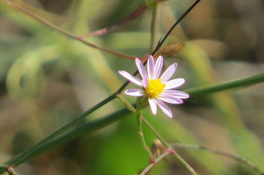 Image of Brace's aster