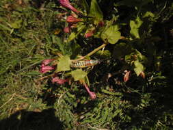 Image of Elegant Grasshopper