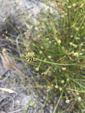 Image of Thesium aggregatum A. W. Hill