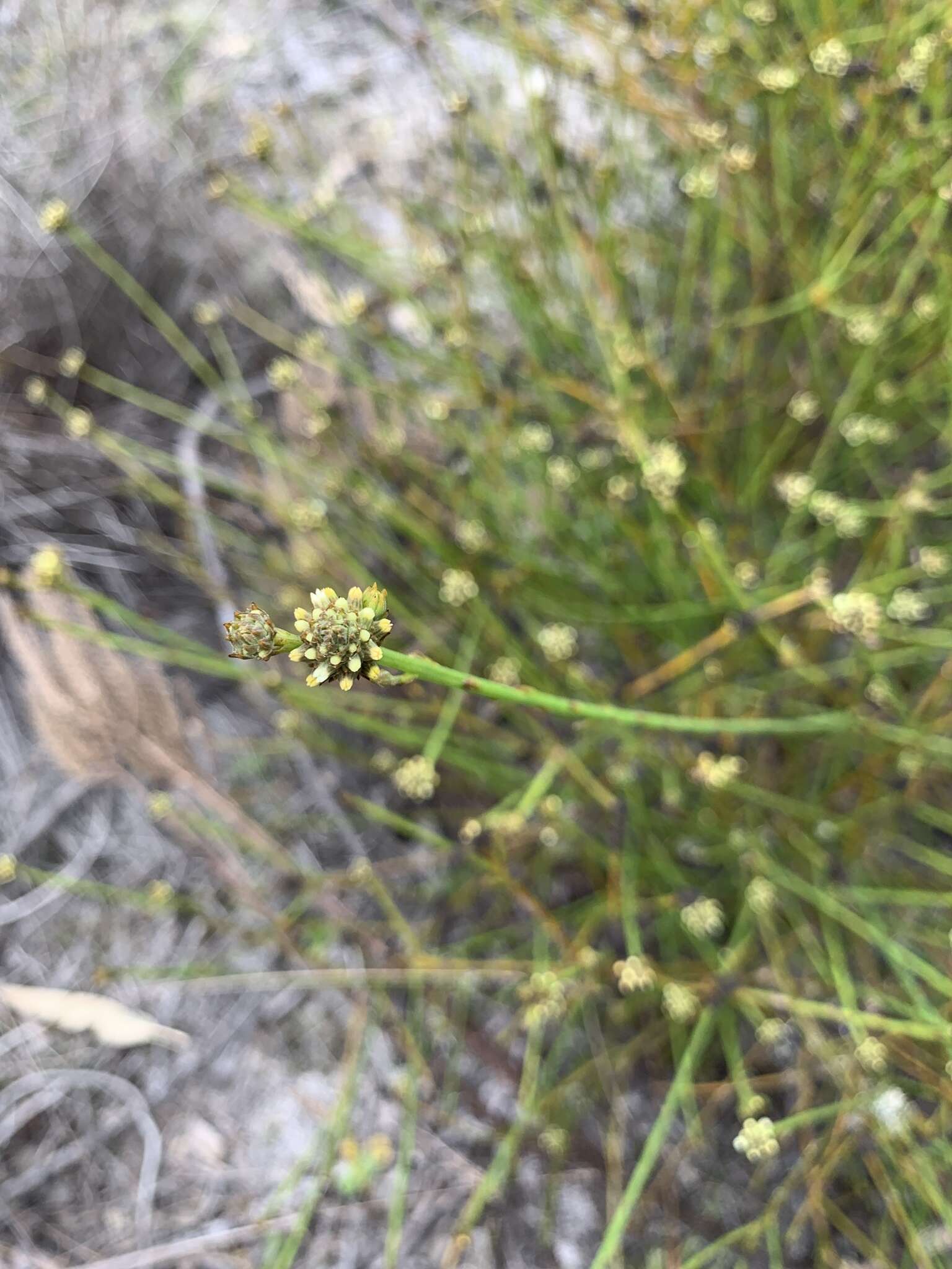 Image of Thesium aggregatum A. W. Hill