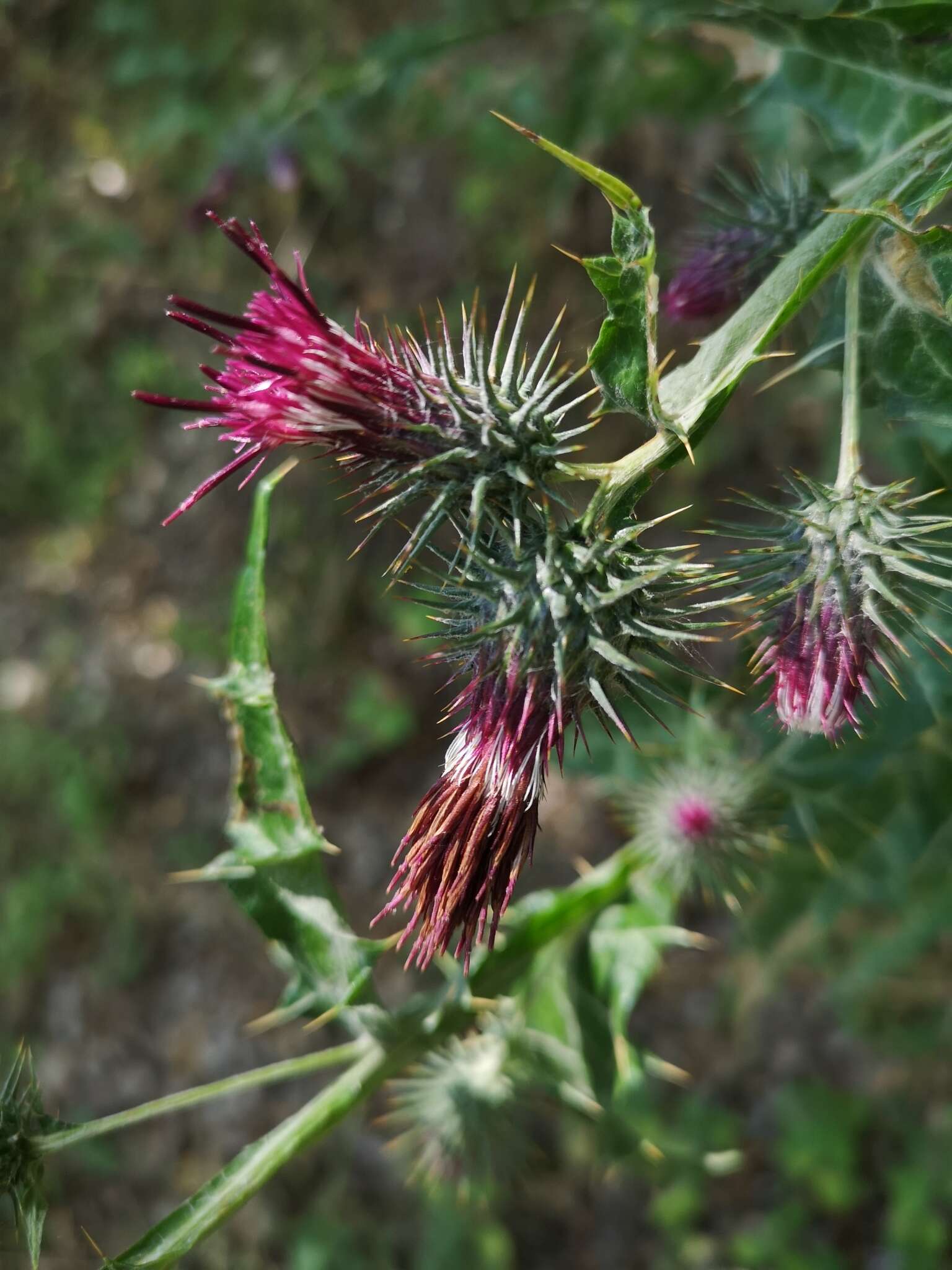 Plancia ëd Ptilostemon strictus (Ten.) W. Greuter