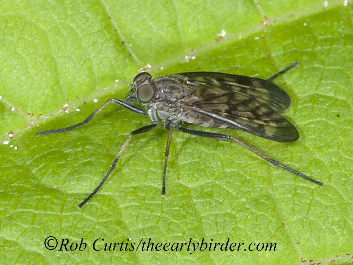 Image of Lesser Variegated Snipe Fly