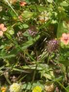 Imagem de Trifolium ligusticum Loisel.