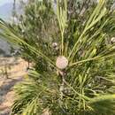 Слика од Isopogon dawsonii R. T. Baker