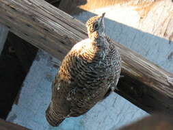 Image of Dusky Grouse