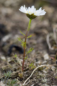 صورة Tripleurospermum hookeri Sch. Bip.