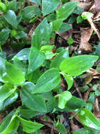 Image of small-leaf spiderwort