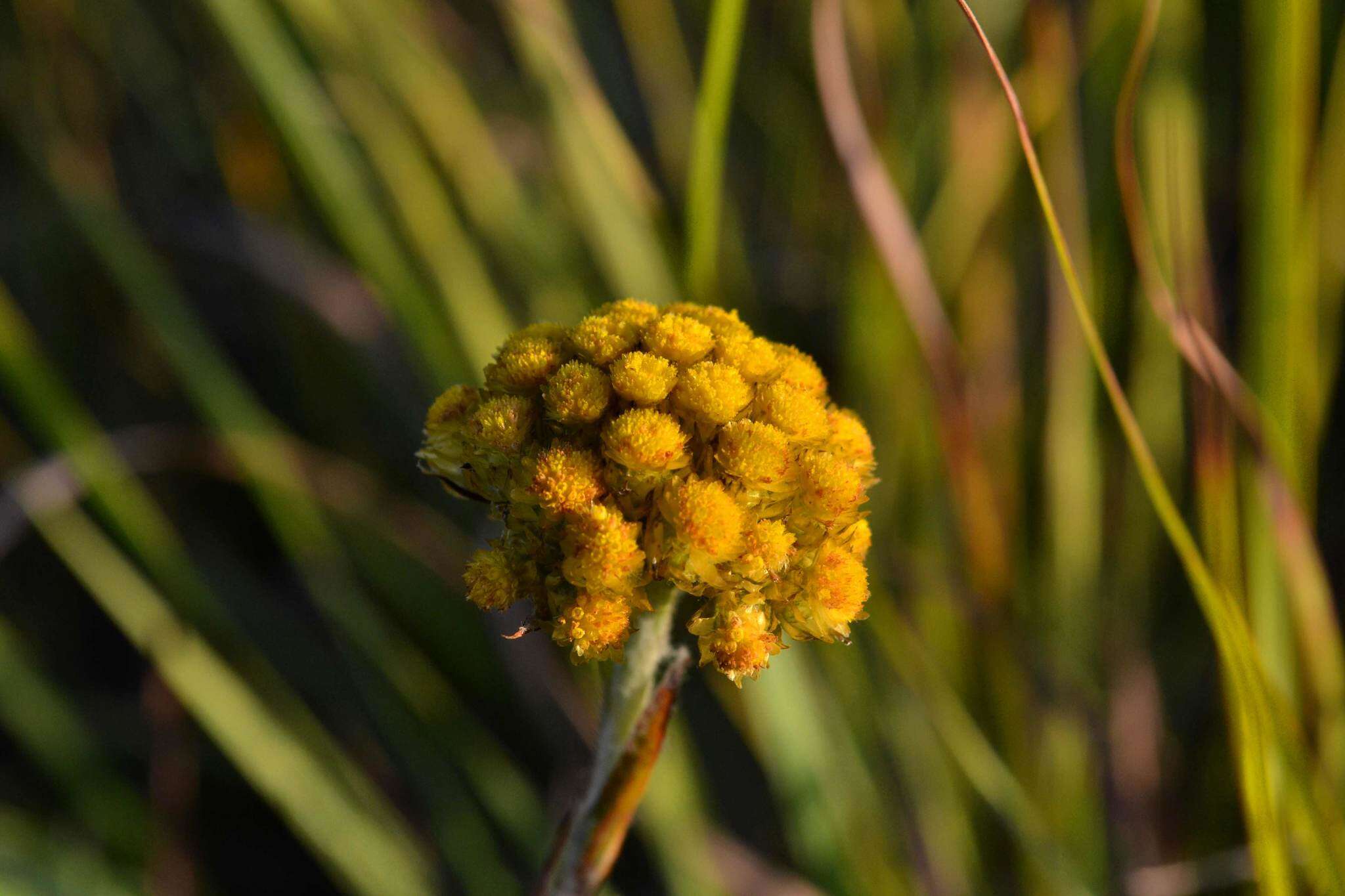 Слика од Helichrysum auriceps O. M. Hilliard