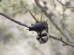 Image of Catasarcus transversalis Germar 1848