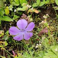 Image of Cyananthus lobatus Wall. ex Benth.