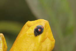 Image of <i>Platynaspis capicola</i>