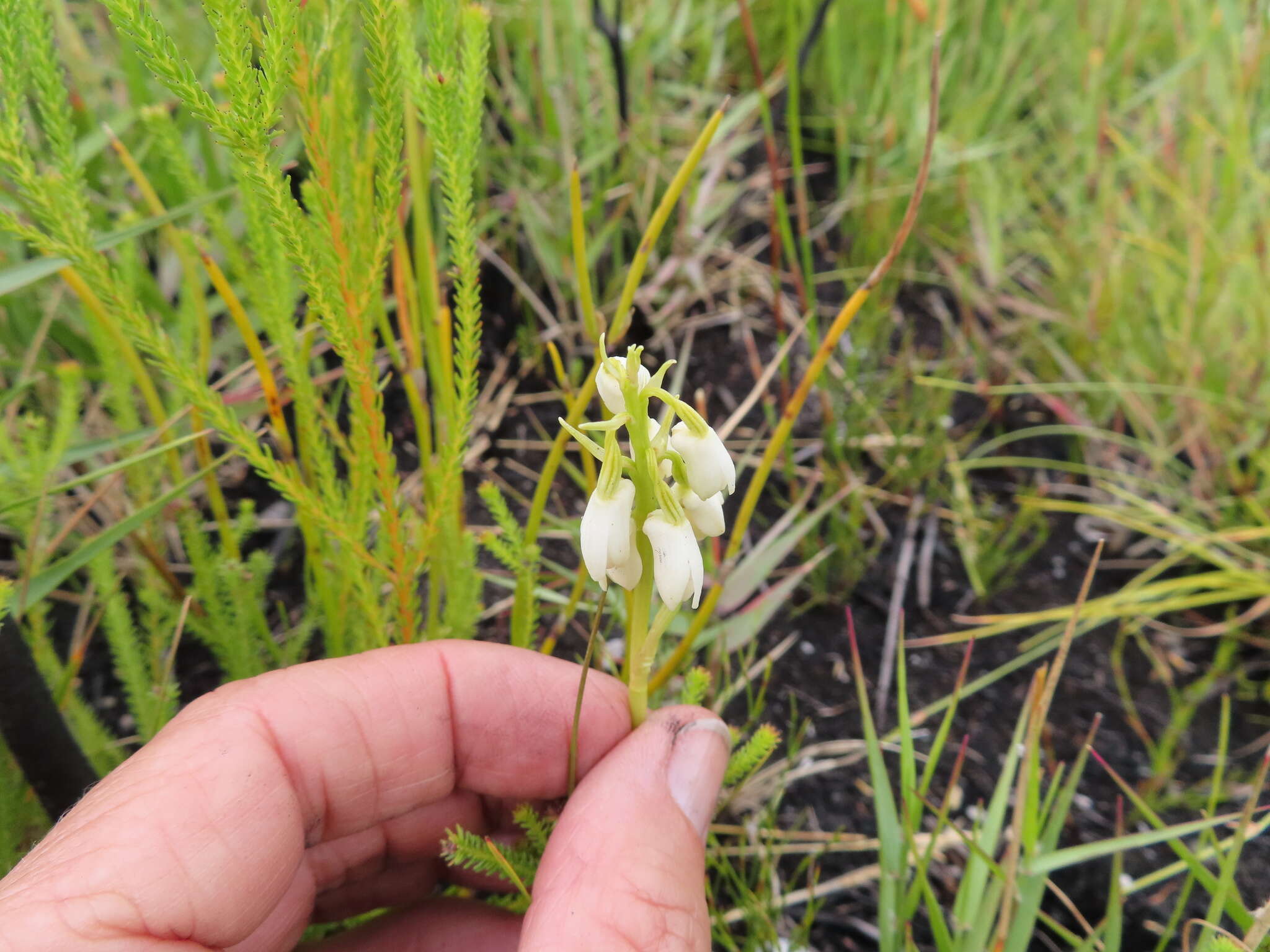 Image of Eulophia aculeata (L. fil.) Spreng.