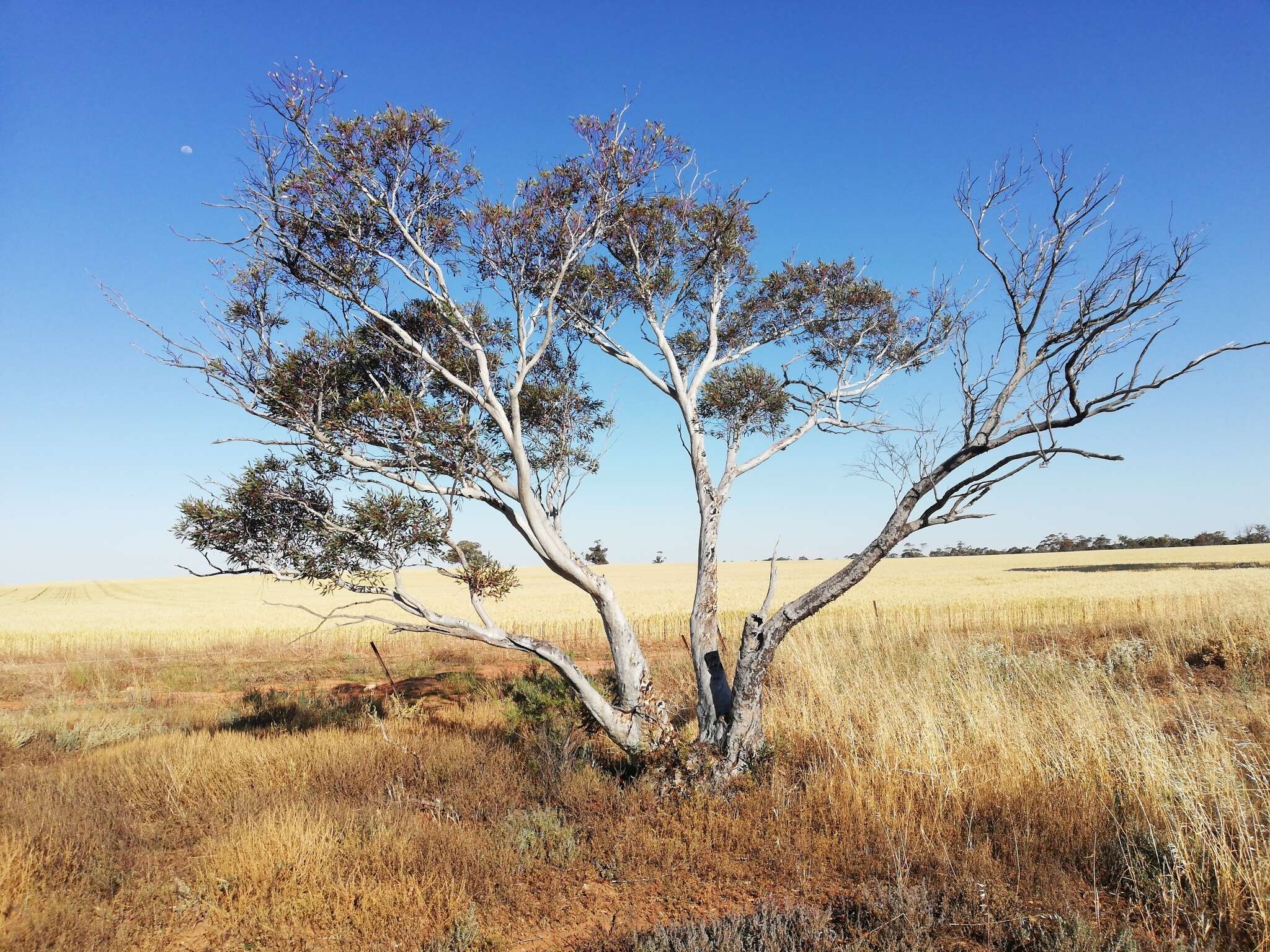 Image of Eucalyptus armillata D. Nicolle & M. E. French