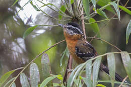 Image of Ferruginous Antbird