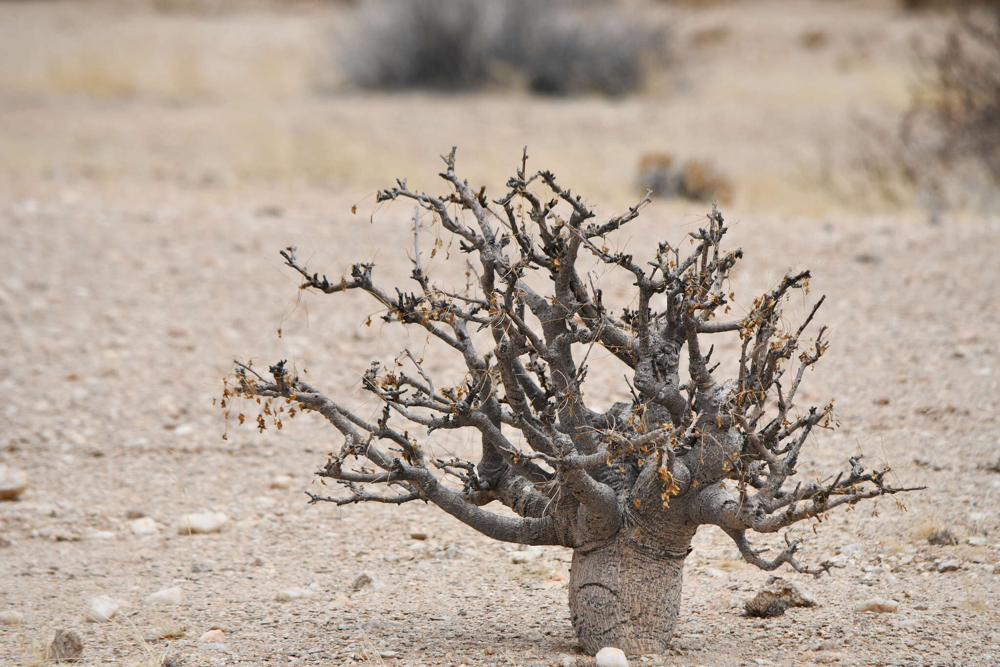 Plancia ëd Commiphora saxicola Engl.