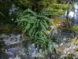 Imagem de Asplenium trichomanes subsp. quadrivalens D. E. Meyer