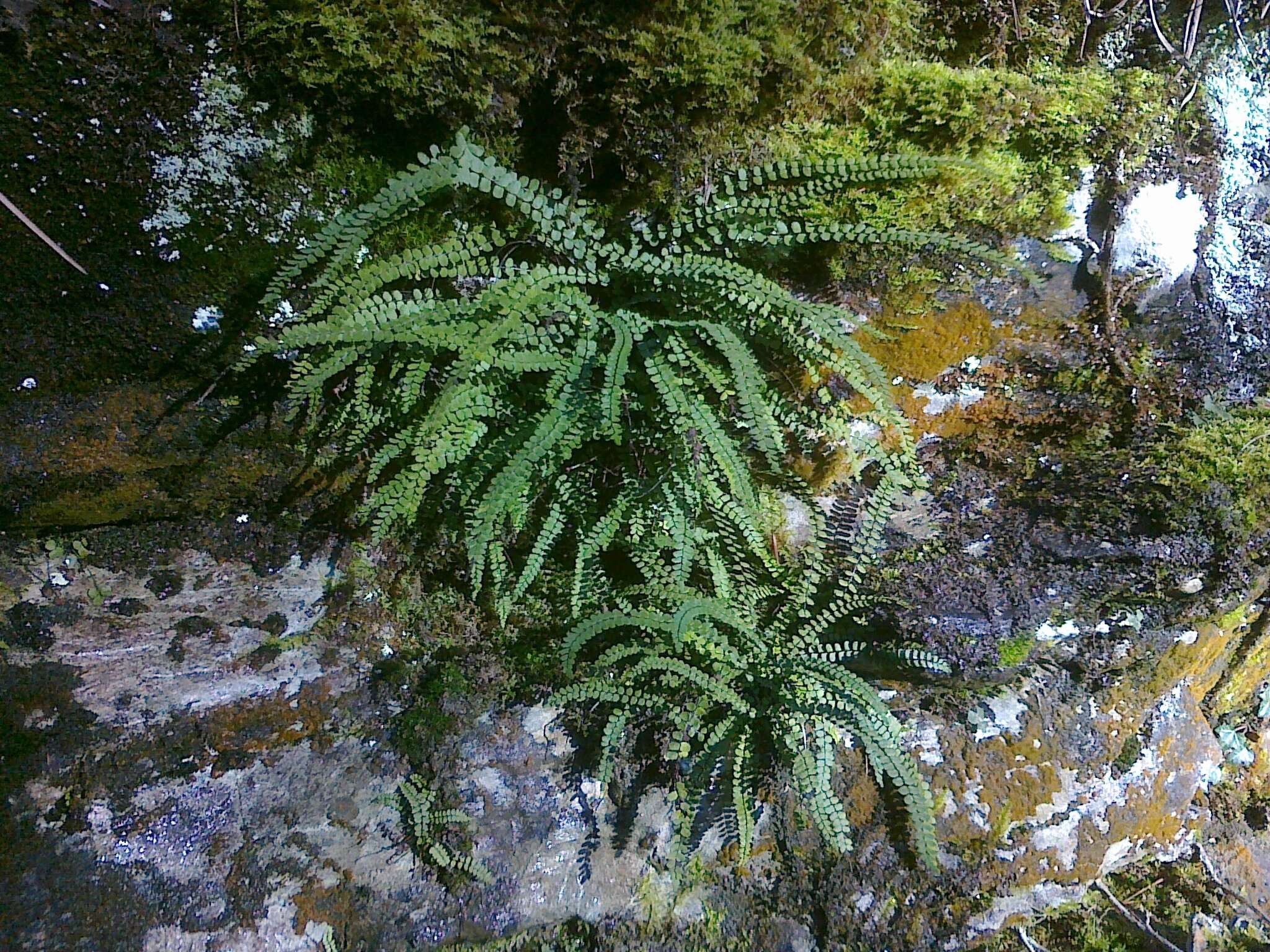 Image of maidenhair spleenwort