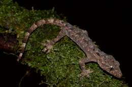 Image of Guinea Leaf-toed Gecko