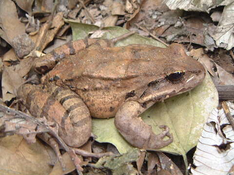 Слика од Leptodactylus fallax Müller 1926