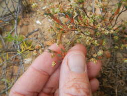 Image of Psammotropha quadrangularis (L. fil.) Fenzl