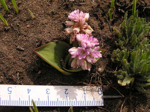 Слика од Ledebouria sandersonii (Baker) S. Venter & T. J. Edwards