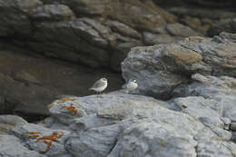 صورة Charadrius marginatus marginatus Vieillot 1818