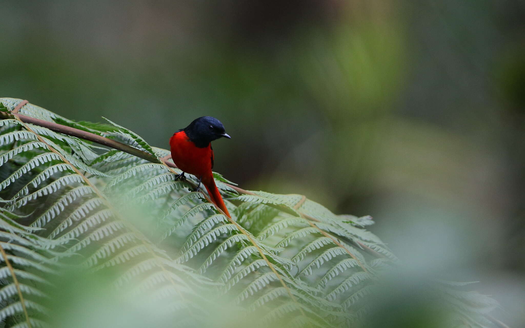 Pericrocotus brevirostris (Vigors 1831) resmi