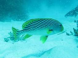 Image of Diagonal banded sweetlips