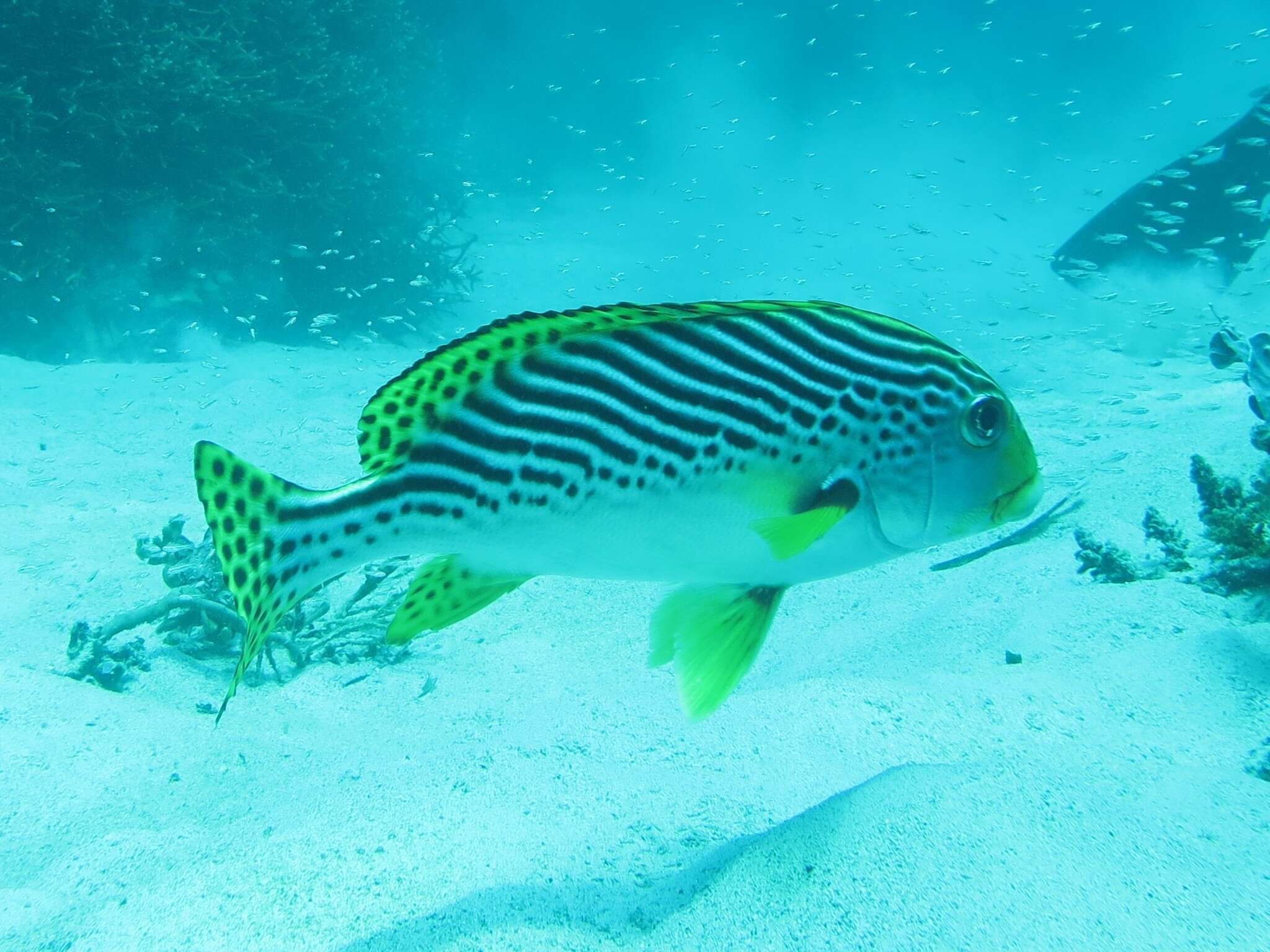 Image of Diagonal banded sweetlips