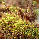 Image of conostomum moss