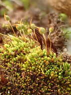 Image of conostomum moss