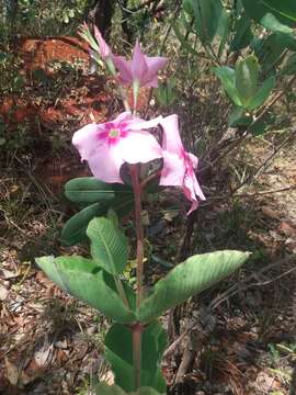 Image of Mandevilla illustris (Vell.) R. E. Woodson