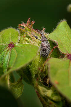 Image of Boll Weevil