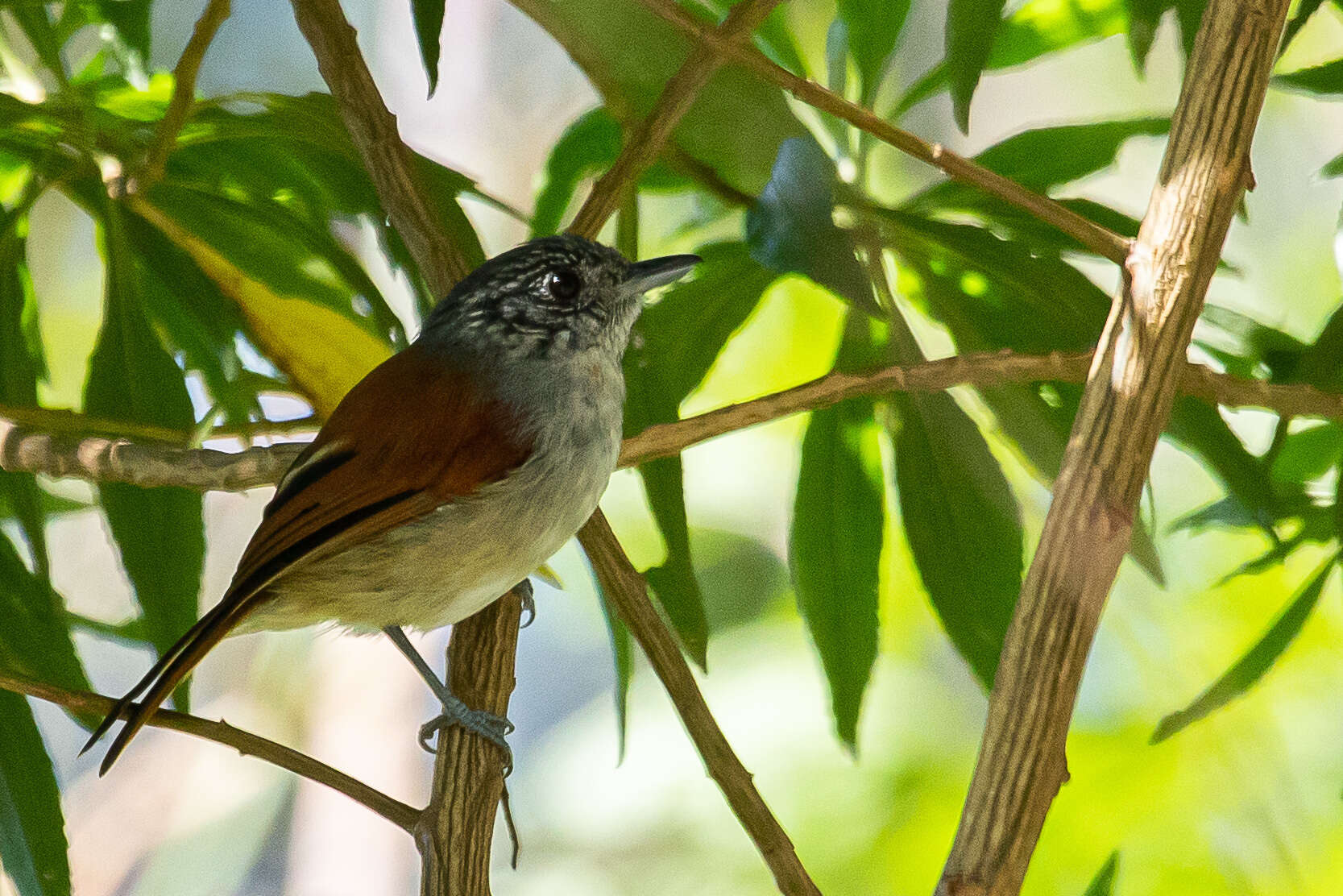 Image of Rufous-backed Antvireo