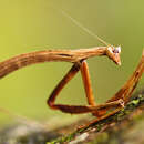 Image of Slender Flower Mantis