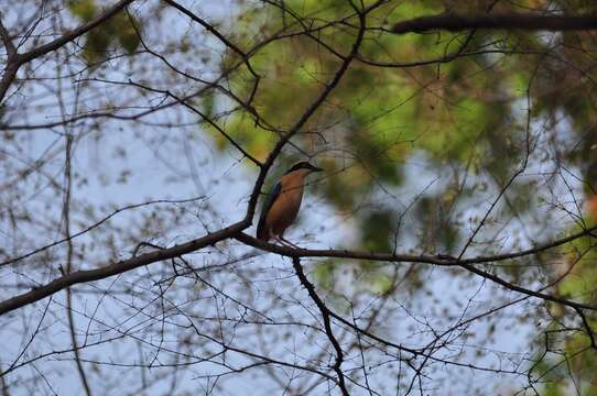 Image of Indian Pitta