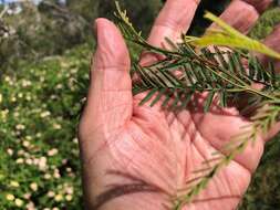 Image of Acacia loroloba Tindale