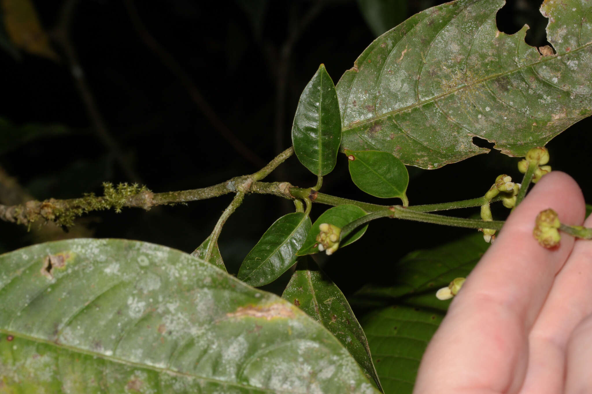 Palicourea caerulea (Ruiz & Pav.) Schult. resmi