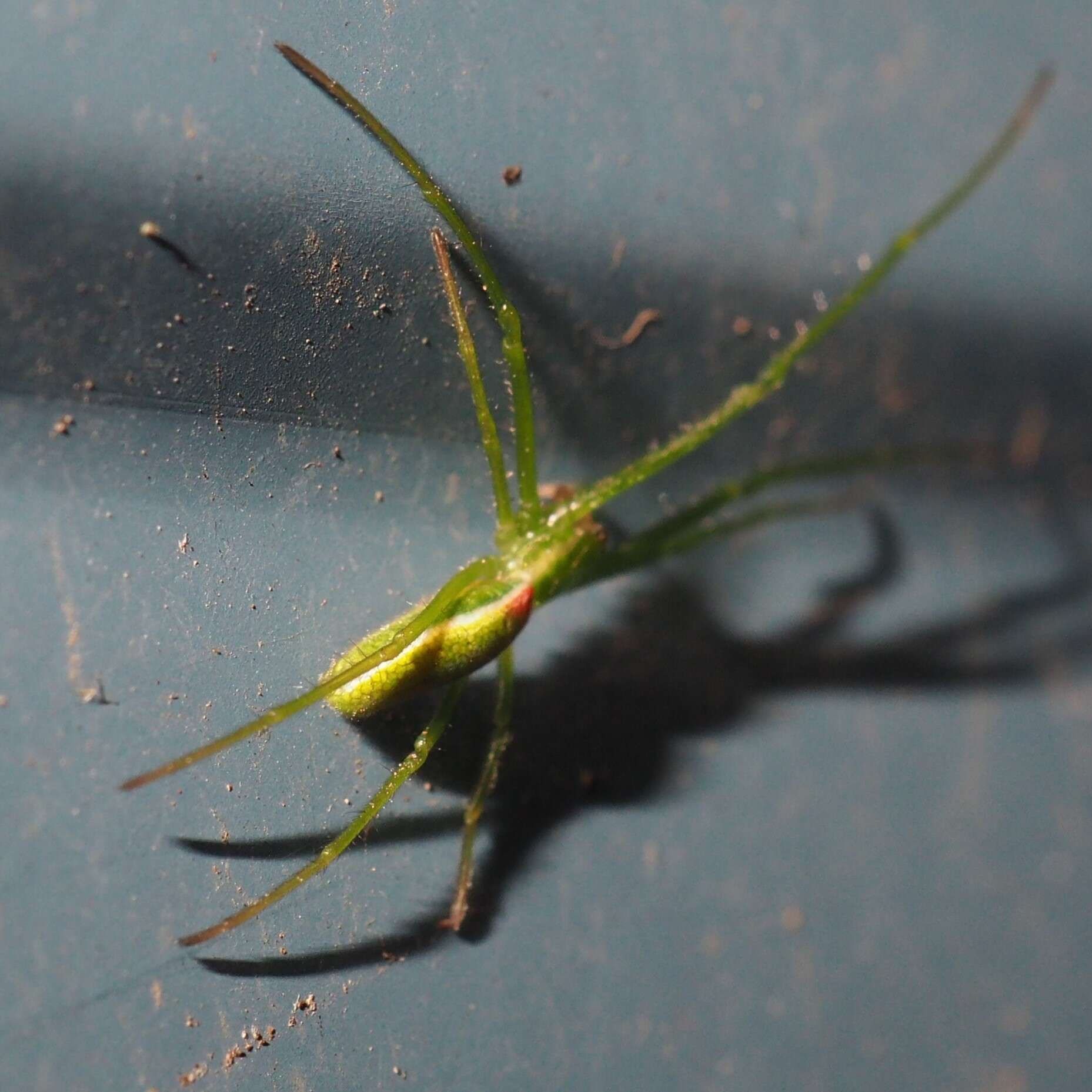 Image of Tetragnatha viridis Walckenaer 1841