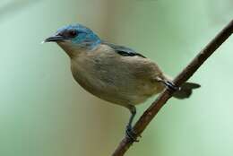 Image of Black-legged Dacnis