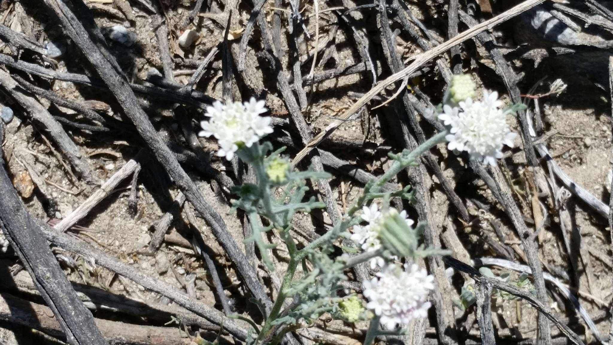 Image of Esteve's pincushion